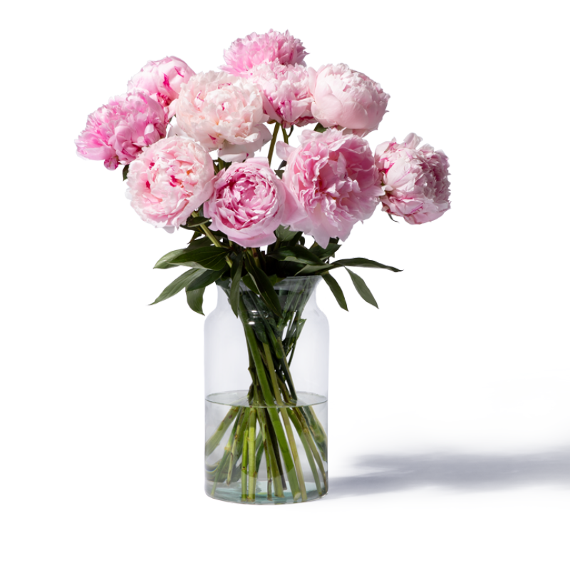 Rosa Pfingstrosenstrauß mit vollständig sichtbarer Glasvase