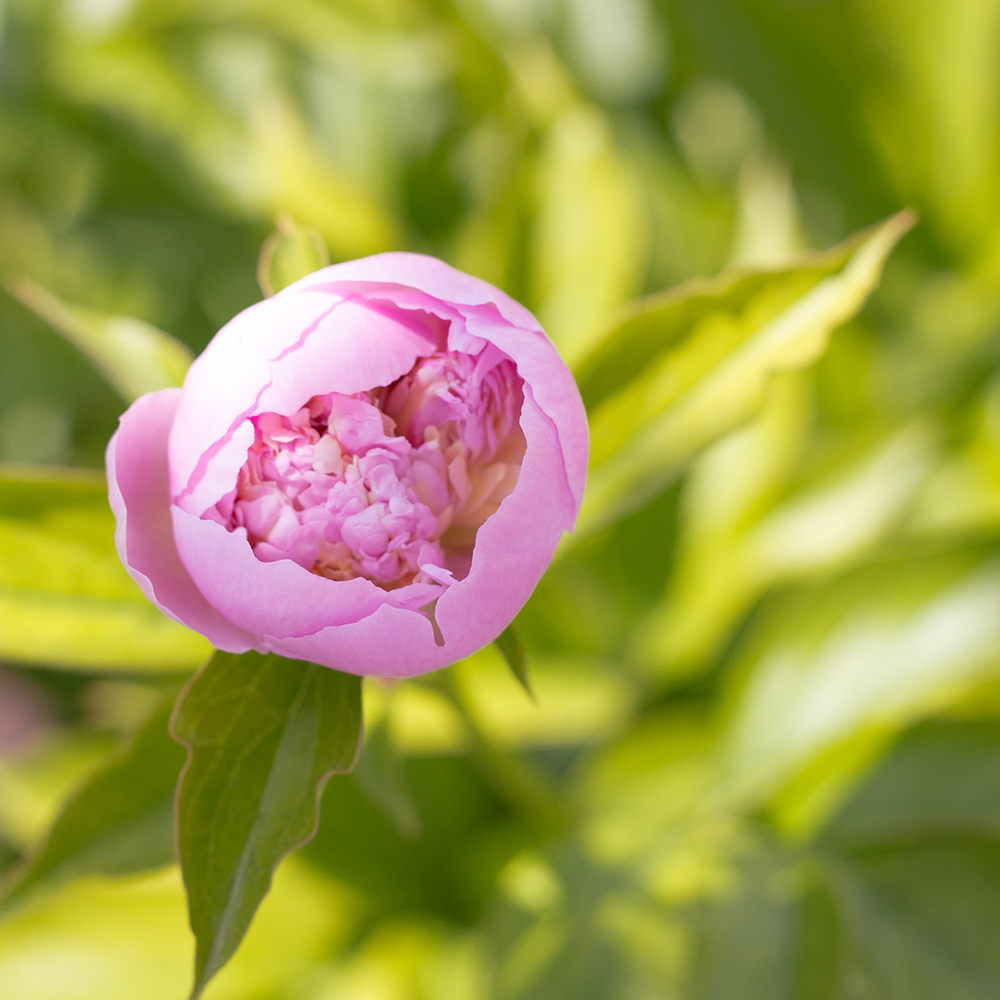 Nahaufnahme einer rosa Pfingstrose